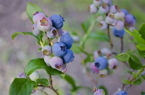 How to Grow Blueberries? Very Detailed Care Guide!