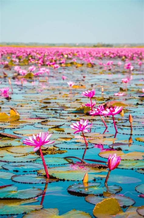 Red Lotus Lake Udon Thani in Thailand #bangkok #thailand | Thailand travel, Bangkok, Udon thani