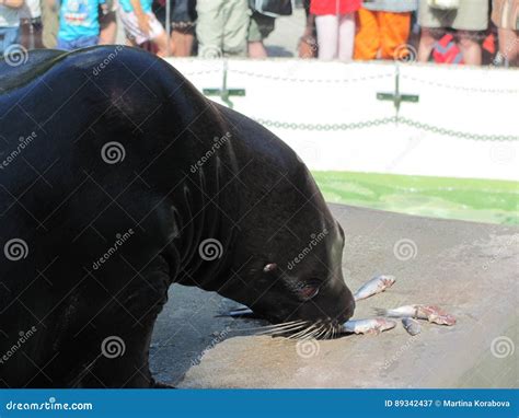 Sea lion eating fish stock image. Image of sealion, water - 89342437