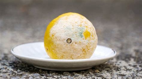 Mold on Yellow Lemon. Spoiled Rotting Fruit with Mold on a Small Plate ...