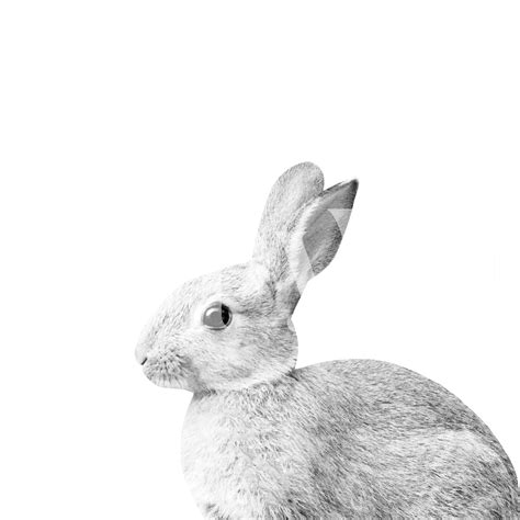 White Baby Bunny 1 Wallpaper - Happywall