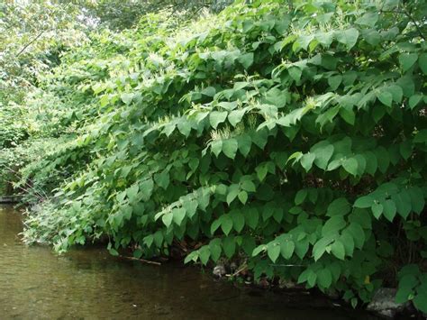 Invasive knotweed identification and control: Fallopia x bohemica ...