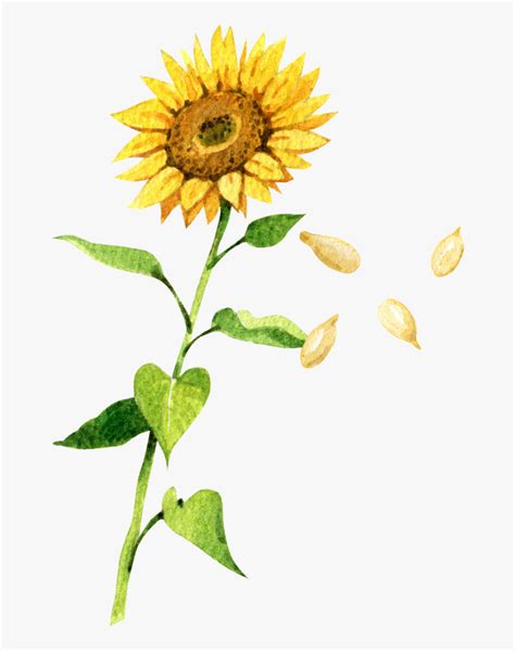 Sunflower Petals Falling Drawing, HD Png Download , Transparent Png Image - PNGitem