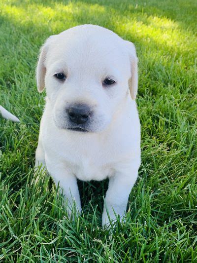 White Labrador Retriever Puppy Litters | Coal Creek Labrador Retrievers