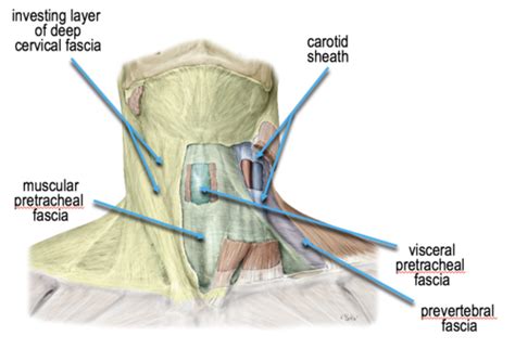 Fascia And Spaces Of The Neck: Video Anatomy Osmosis, 47% OFF