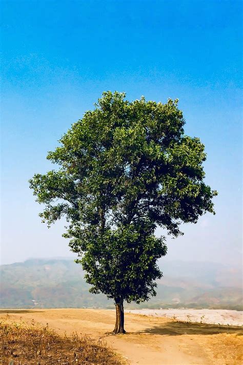 Mountain tree, beautiful bangladesh, life, mountains, natural ...