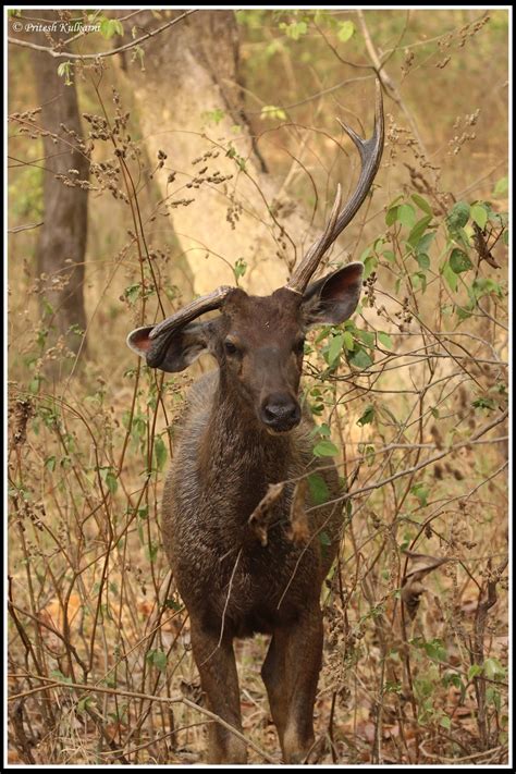 Travel blogs: Wildlife photography Trip to Kanha National Park