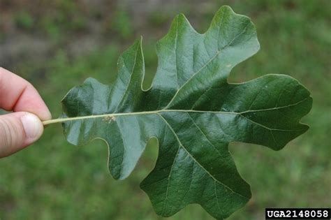 Meet A Tree: The Post Oak - Quercus stellata Oak Leaves, Plant Leaves ...