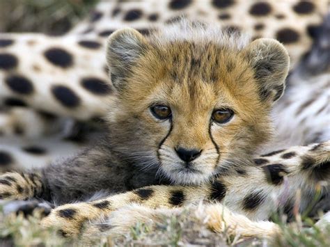 Animal Wallpaper Little Cheetah | Fun Animals Wiki, Videos, Pictures, Stories