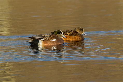 American Wigeon Ducks | photoartflight