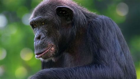 Chimps use facial expressions to communicate | Environment News | Zee News