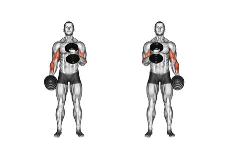 Alternate arm standing dumbbell hammer curl exercise | Big arm workout, Dumbbell arm workout ...