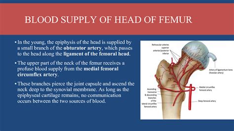 SOLUTION: Blood supply of head of femur fracture of neck of femur coxa valga and coxa vara ...