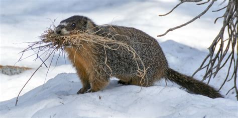 10 surprising ways Canadian animals handle cold weather - Cottage Life