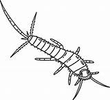 Insect Silverfish Animal Isolated Coloring Page 56545989 Vector Art At  sketch template