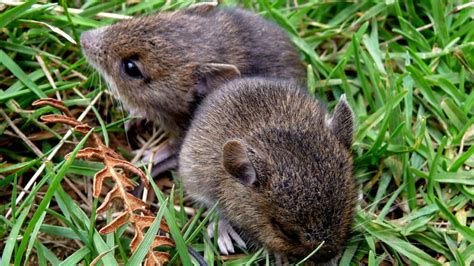 Voles - Control Methods - Omaha Organics - Turf Recommendation