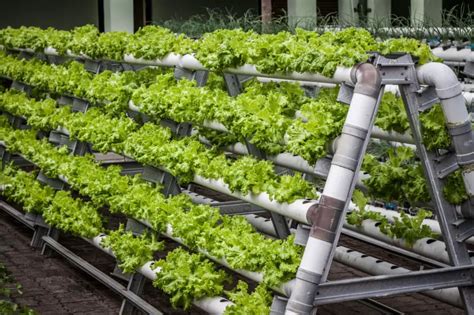 Vertical Farming in South Africa: Industry Overview – Vertical Farming Planet