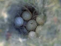 Nests & Eggs