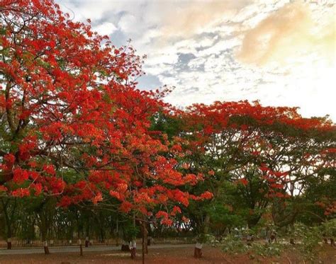 Pin on വാക(ഗുല്‍മോഹ൪) | Pretty trees, Fast growing evergreens, Natural ...