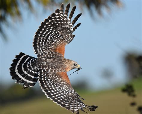 Red-shouldered Hawk | Audubon Field Guide