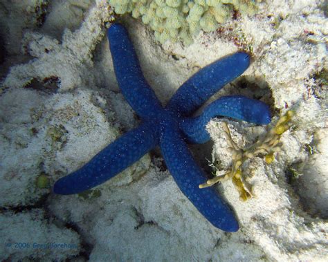 Blue Sea Star (Linckia laevigata) | Australia, on the Great … | Flickr