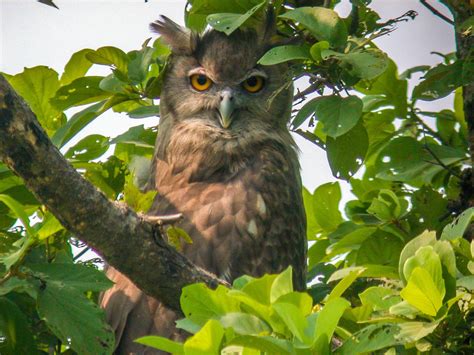 Dusky Eagle Owl (Bubo coromandus) | Bubo Birding