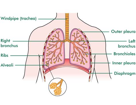 Lung Diagram With Labels - General Wiring Diagram