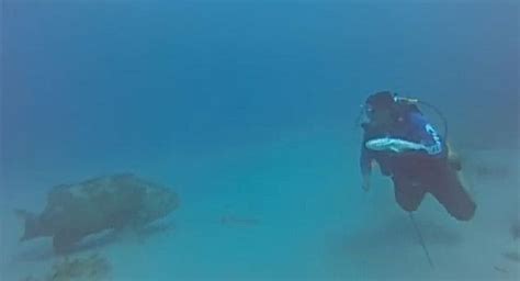 Goliath grouper attacks diver, steals his fish - Men's Journal