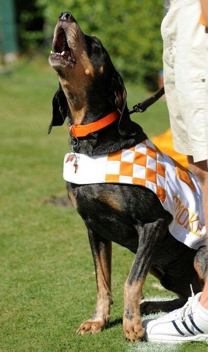 Smokey | Tennessee mascot, Tennessee volunteers football, Tennessee football