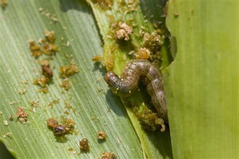 Corn Pests » Identification & Control Tips