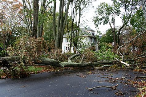 Storm Cleanup: How To Deal With The Aftermath | Integrity Tree Care In ...