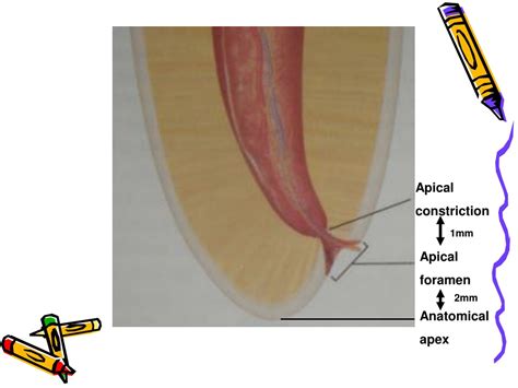 PPT - Internal Anatomy of Teeth PowerPoint Presentation, free download - ID:8708242