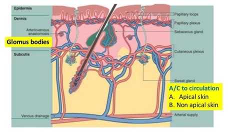 Histology of skin and its appendages.