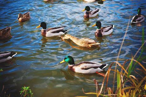 Aquaponics With Ducks - revolvemoms