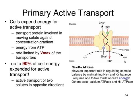 PPT - Membrane Structure and Function PowerPoint Presentation, free download - ID:6674699