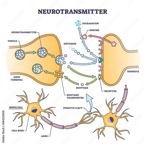 Fototapeta Neurotransmitter process detailed anatomical explanation ...