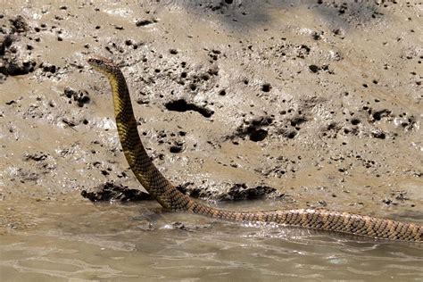 Sundarbans National Park