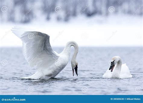 Swan Mating Dance Stock Photography | CartoonDealer.com #38580638