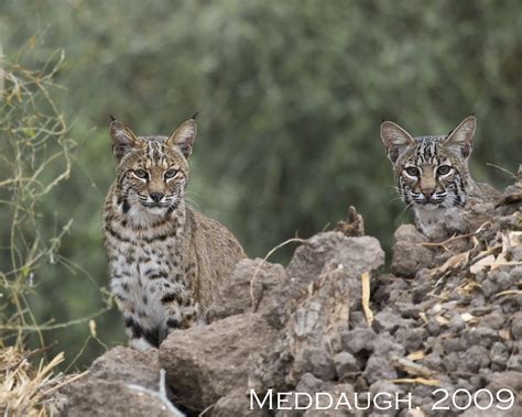 Yearling bobcat cubs | Yearling bobcat cubs. Estero Llano St… | Flickr