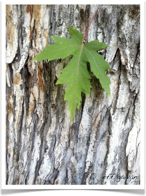 Silver Maple Tree Identification || Identifying Acer saccharinum