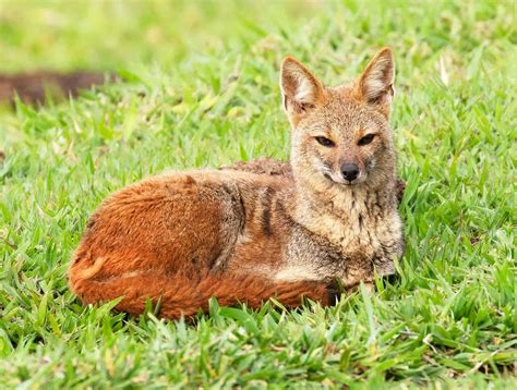 Hoary Fox: The Fox That Survives in the Brazilian Cerrado - Malevus