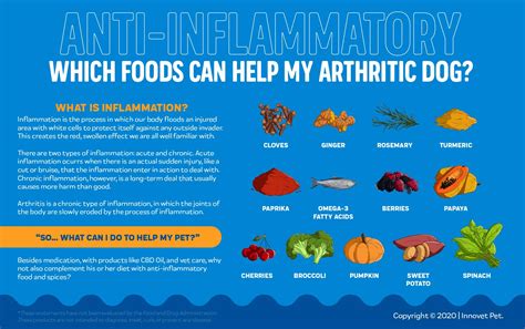 What Anti-Inflammatory Foods Can Help My Arthritic Dog? – Innovet Pet