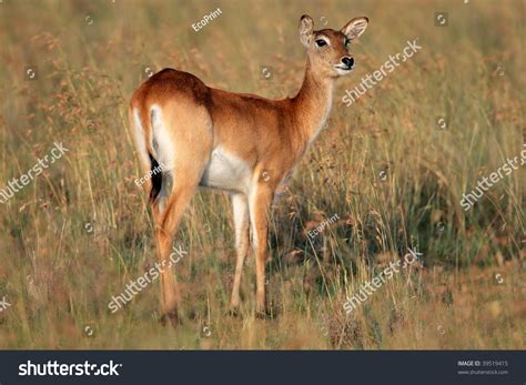 Female Red Lechwe Antelope (Kobus Leche), Southern Africa Stock Photo 39519415 : Shutterstock