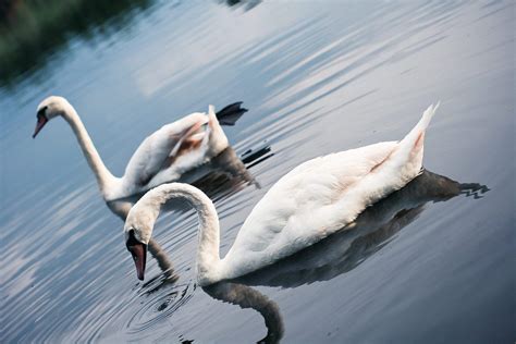 Swans on the Lake Free Stock Photo | picjumbo