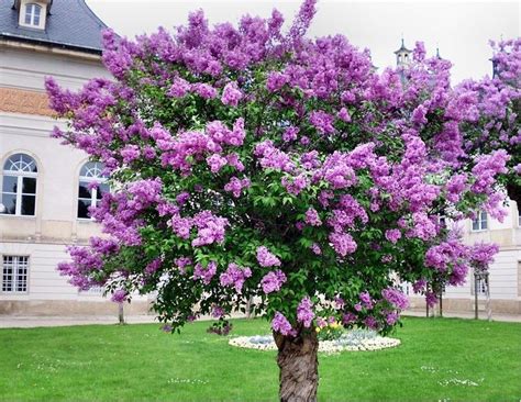 French Lilac Shrub, Syringa Vulgaris, Seeds | Lilac tree, Flowering trees, Flowers perennials