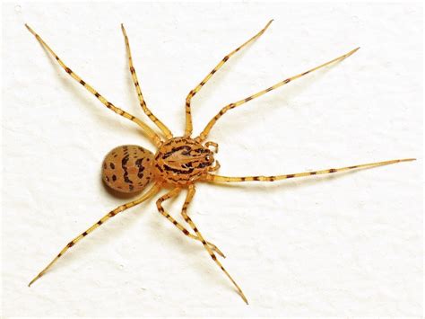 Top 9 Common UK Spiders | Types of Spiders Found in the UK