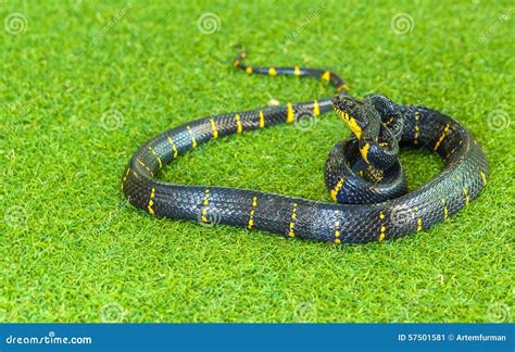 Mangrove snake stock image. Image of blooded, asia, head - 57501581