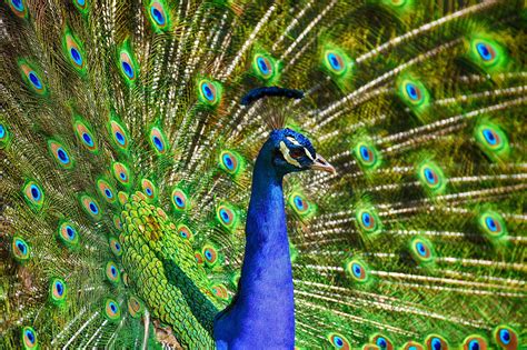 Peacock Feather - Learn the symbolism of this Mystical Bird