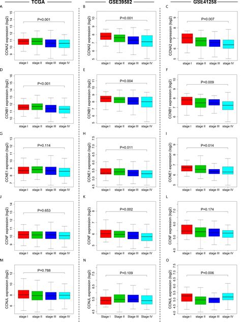 Frontiers | Comprehensive Analysis of Cyclin Family Gene Expression in ...