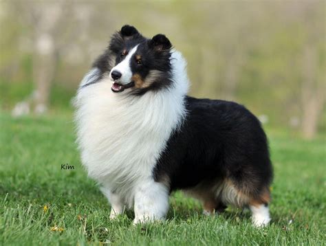 Shetland Sheepdog – Energetic and Playful (With images) | Shetland sheepdog, Shetland sheepdog ...